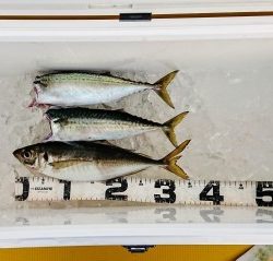 火遠理丸（ほおりまる） 釣果