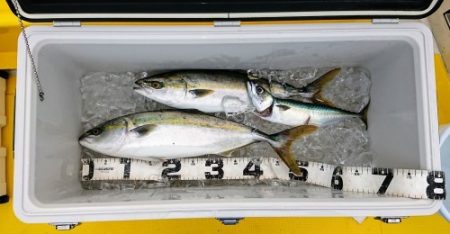 火遠理丸（ほおりまる） 釣果