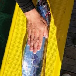 火遠理丸(ほおりまる) 釣果