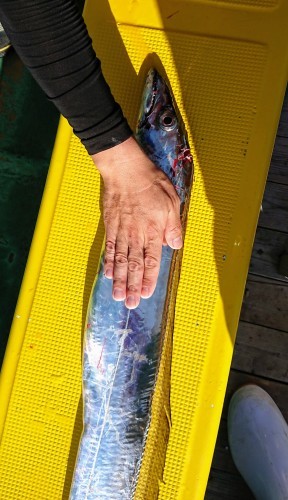 火遠理丸(ほおりまる) 釣果