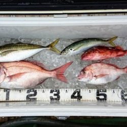 火遠理丸（ほおりまる） 釣果