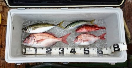 火遠理丸（ほおりまる） 釣果