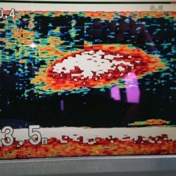 火遠理丸（ほおりまる） 釣果