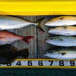 火遠理丸（ほおりまる） 釣果