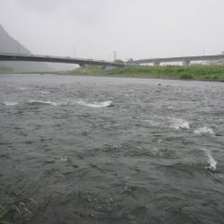 狩野川(狩野川漁業協同組合) 釣果