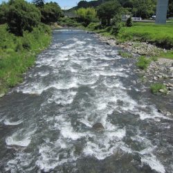 狩野川(狩野川漁業協同組合) 釣果