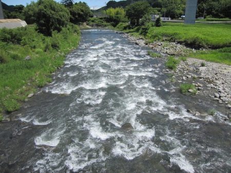 狩野川(狩野川漁業協同組合) 釣果