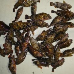 TOPGUN名古屋 釣果