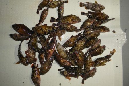 TOPGUN名古屋 釣果