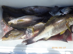 石川丸 釣果