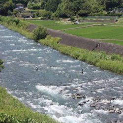 狩野川(狩野川漁業協同組合) 釣果