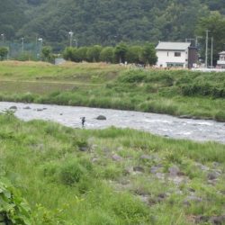 狩野川(狩野川漁業協同組合) 釣果