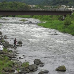狩野川(狩野川漁業協同組合) 釣果