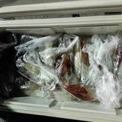 第二大福丸 釣果