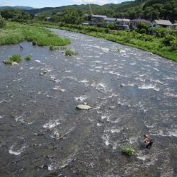 狩野川(狩野川漁業協同組合) 釣果