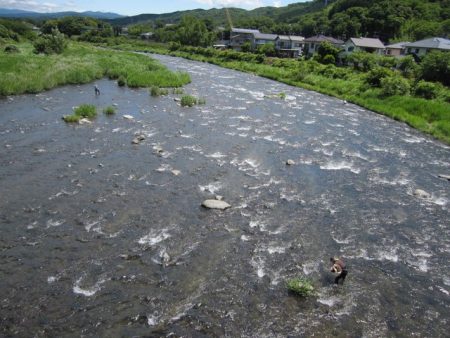 狩野川(狩野川漁業協同組合) 釣果