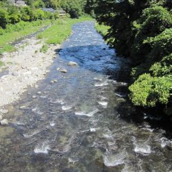 狩野川(狩野川漁業協同組合) 釣果
