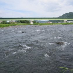 狩野川(狩野川漁業協同組合) 釣果