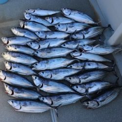 へいみつ丸 釣果