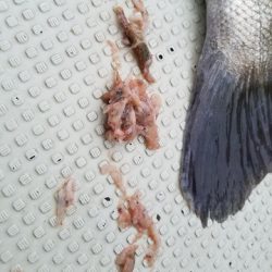 遊漁船 ニライカナイ 釣果