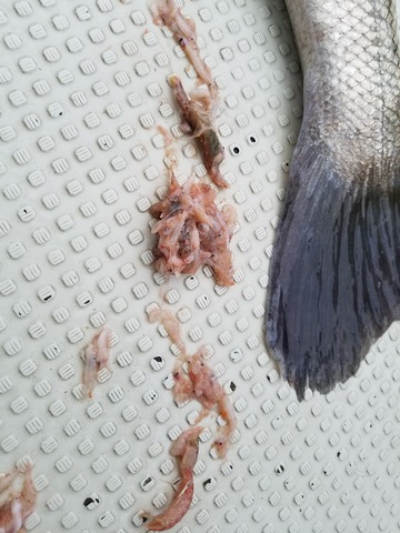 遊漁船 ニライカナイ 釣果