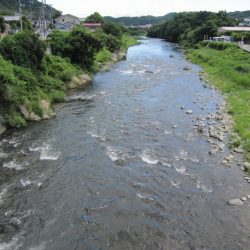 狩野川(狩野川漁業協同組合) 釣果