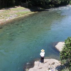 狩野川(狩野川漁業協同組合) 釣果