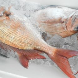 こうゆう丸 釣果