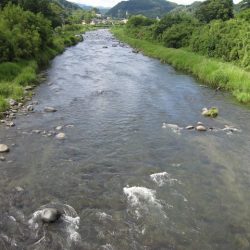 狩野川(狩野川漁業協同組合) 釣果