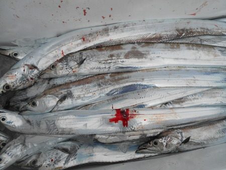 こうゆう丸 釣果