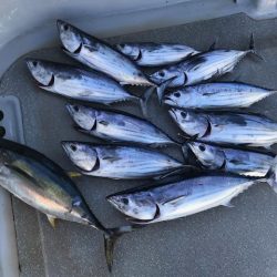 へいみつ丸 釣果