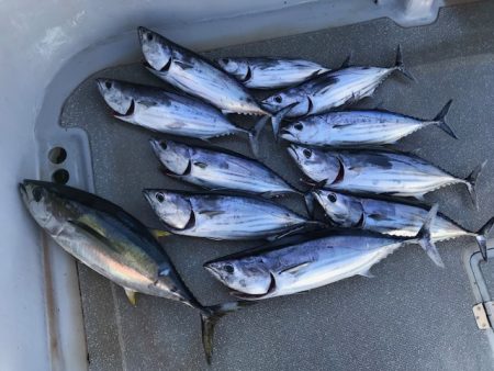 へいみつ丸 釣果