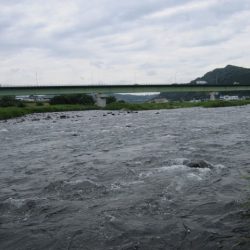 狩野川(狩野川漁業協同組合) 釣果