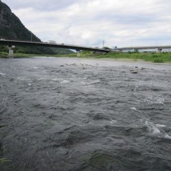 狩野川(狩野川漁業協同組合) 釣果