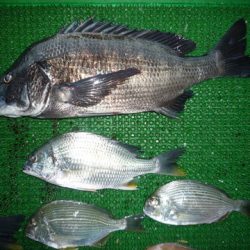 海山フィッシングセンター 釣果