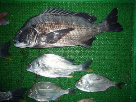 海山フィッシングセンター 釣果