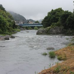 狩野川(狩野川漁業協同組合) 釣果
