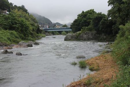 狩野川(狩野川漁業協同組合) 釣果