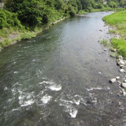 狩野川(狩野川漁業協同組合) 釣果