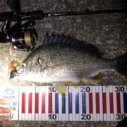 日が暮れてからが勝負！　nadarチニングモニター投稿