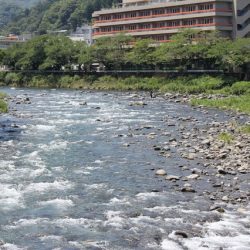 狩野川(狩野川漁業協同組合) 釣果