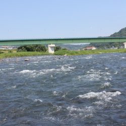 狩野川(狩野川漁業協同組合) 釣果