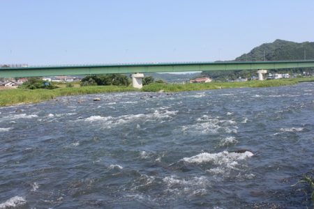 狩野川（狩野川漁業協同組合） 釣果