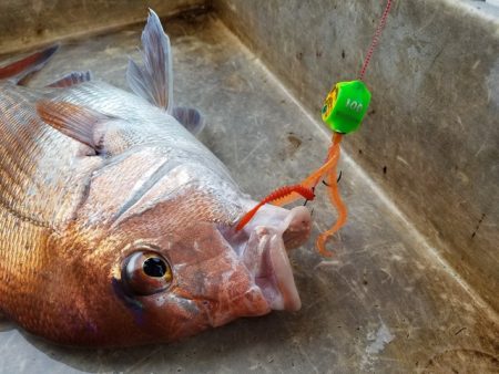 遊漁船　ニライカナイ 釣果