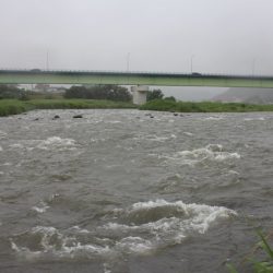 狩野川(狩野川漁業協同組合) 釣果