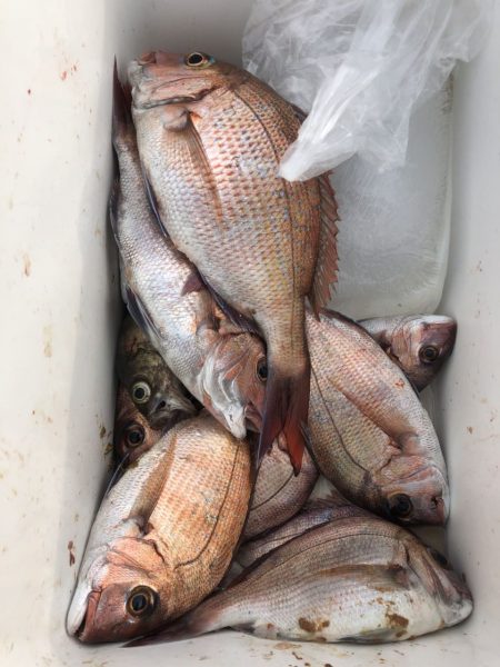 由良渡船 釣果