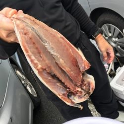 鵜来島家本渡船 釣果