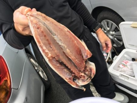 鵜来島家本渡船 釣果