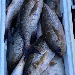 鵜来島家本渡船 釣果