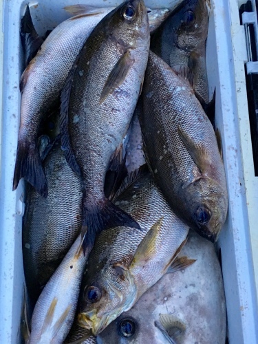 鵜来島家本渡船 釣果